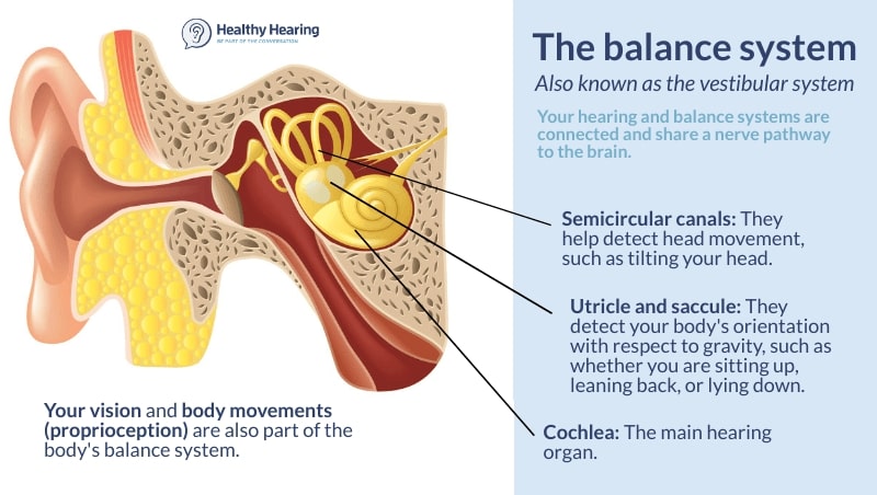 Infographic showing the main parts of the body's vestibular system for sensing balance. 