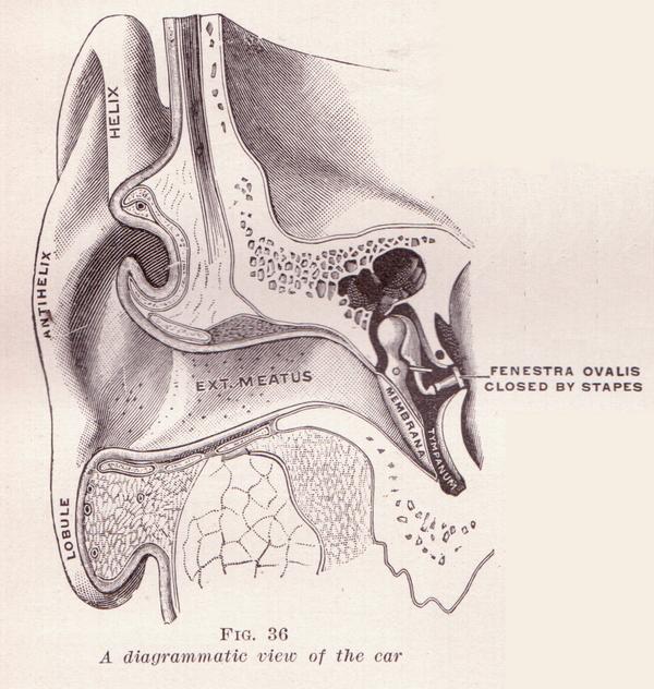 Understanding How We Hear