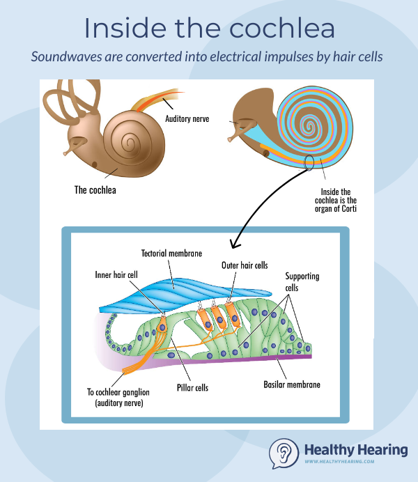 An up-close view of the hair cells inside the inner ear.